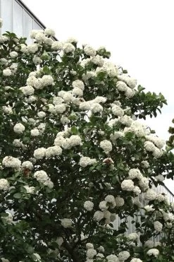 Fragrant Snowball Viburnum Carlecephalum - 3 Gallon Pot 16 Fragrant Snowball Viburnum Carlecephalum - 3 Gallon Pot -Garden & Outdoor Sale Shop Viburnum Carlcephalum 16