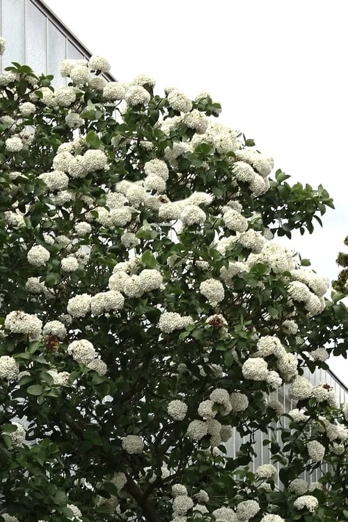 Fragrant Snowball Viburnum Carlecephalum - 3 Gallon Pot 9 Fragrant Snowball Viburnum Carlecephalum - 3 Gallon Pot - Image 8
