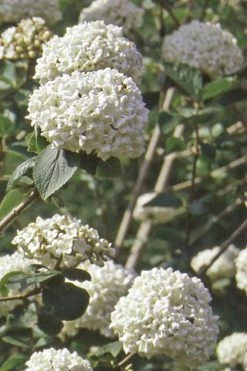 Pearlific Fragrant Snowball Viburnum Bush - 3 Gallon Pot -Garden & Outdoor Sale Shop Viburnum Carlecephalum Fragrant Snowball 500x750 1