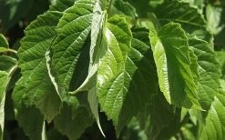 Chicago Luster Arrowwood Viburnum - 3 Gallon Pot -Garden & Outdoor Sale Shop Viburnum Chicago Luster 1