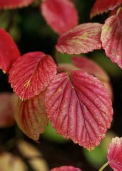 Chicago Luster Arrowwood Viburnum - 1 Gallon Pot -Garden & Outdoor Sale Shop Viburnum Chicago Luster 4 1