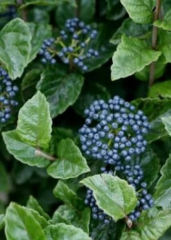 Chicago Luster Arrowwood Viburnum - 3 Gallon Pot