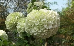 Chinese Snowball Viburnum Bush - 7 Gallon Pot (3-4') -Garden & Outdoor Sale Shop Viburnum Chinese Snowball Bloom Green 1