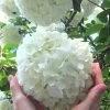 Chinese Snowball Viburnum Bush - 7 Gallon Pot (3-4') -Garden & Outdoor Sale Shop Viburnum Chinese Snowball Rev 500x750 2