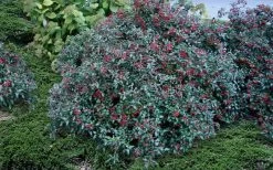 Dwarf Evergreen Snowball Viburnum 'Conoy' - 3 Gallon Pot -Garden & Outdoor Sale Shop Viburnum Conoy 2