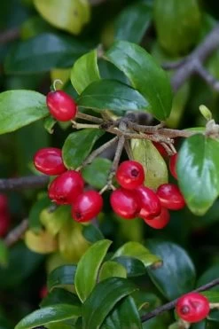 Dwarf Evergreen Snowball Viburnum 'Conoy' - 3 Gallon Pot -Garden & Outdoor Sale Shop Viburnum Conoy 4