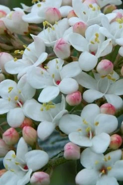 Dwarf Evergreen Snowball Viburnum 'Conoy' - 3 Gallon Pot -Garden & Outdoor Sale Shop Viburnum Conoy 5