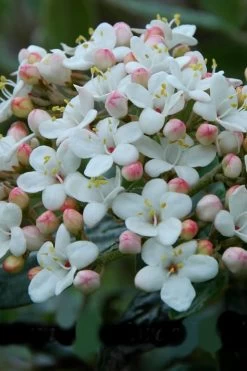 Dwarf Evergreen Snowball Viburnum 'Conoy' - 3 Gallon Pot -Garden & Outdoor Sale Shop Viburnum Conoy 6