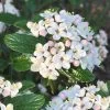 Dwarf Evergreen Snowball Viburnum 'Conoy' - 3 Gallon Pot 2 Dwarf Evergreen Snowball Viburnum 'Conoy' - 3 Gallon Pot -Garden & Outdoor Sale Shop Viburnum Conoy 8