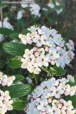 Dwarf Evergreen Snowball Viburnum 'Conoy' - 3 Gallon Pot