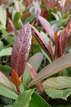 Coppertop Sweet Viburnum - 3 Gallon Pot -Garden & Outdoor Sale Shop Viburnum Coppertop 3