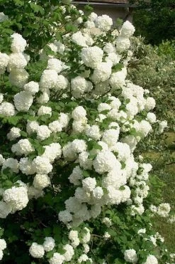 European Snowball Viburnum Bush - 3 Gallon Pot -Garden & Outdoor Sale Shop Viburnum European Snowball 1