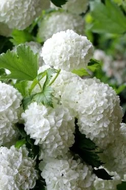 European Snowball Viburnum Bush - 3 Gallon Pot -Garden & Outdoor Sale Shop Viburnum European Snowball 5
