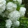 European Snowball Viburnum Bush - 3 Gallon Pot -Garden & Outdoor Sale Shop Viburnum European Snowball 6