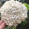 Fragrant Snowball Viburnum Carlesii 'Korean Spice' - 2 Gallon Pot -Garden & Outdoor Sale Shop Viburnum Korean Spice 1