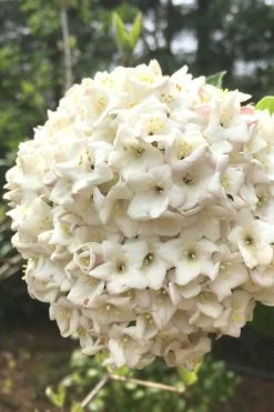 Fragrant Snowball Viburnum Carlesii 'Korean Spice' - 2 Gallon Pot 9 Fragrant Snowball Viburnum Carlesii 'Korean Spice' - 2 Gallon Pot -Garden & Outdoor Sale Shop Viburnum Korean Spice 2