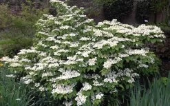 Mariesii Doublefile Viburnum - 3 Gallon Pot -Garden & Outdoor Sale Shop Viburnum Mariesii 1 1