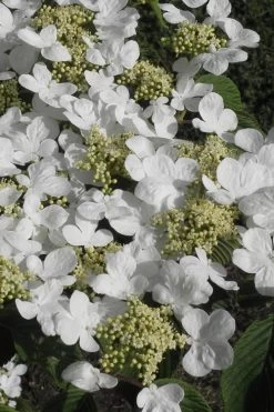 Mariesii Doublefile Viburnum - 3 Gallon Pot -Garden & Outdoor Sale Shop Viburnum Mariesii 2 1
