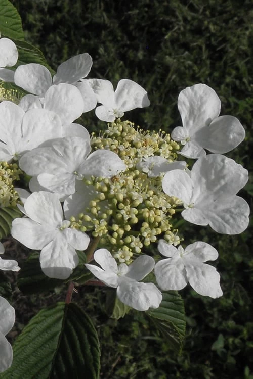 Mariesii Doublefile Viburnum - 1 Gallon Pot 8 Mariesii Doublefile Viburnum - 1 Gallon Pot - Image 6