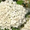 Pearlific Fragrant Snowball Viburnum Bush - 3 Gallon Pot 2 Pearlific Fragrant Snowball Viburnum Bush - 3 Gallon Pot -Garden & Outdoor Sale Shop Viburnum Pearlific 1
