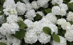 Popcorn Snowball Viburnum Bush - 1 Gallon Pot -Garden & Outdoor Sale Shop Viburnum Popcorn 1