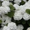 Popcorn Snowball Viburnum Bush - 3 Gallon Pot -Garden & Outdoor Sale Shop Viburnum Popcorn 1 500x750 2