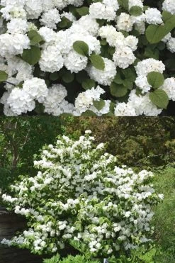 Popcorn Snowball Viburnum Bush - 3 Gallon Pot -Garden & Outdoor Sale Shop Viburnum Popcorn 2 500x750 2