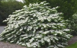 Shasta Doublefile Viburnum - 1 Gallon Pot -Garden & Outdoor Sale Shop Viburnum Shasta 5 1