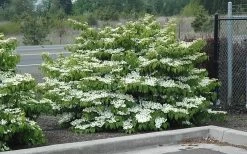 Shasta Doublefile Viburnum - 2 Gallon Pot -Garden & Outdoor Sale Shop Viburnum Shasta 8 3