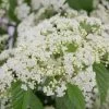 Snow Joey Viburnum - 3 Gallon Pot