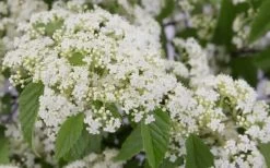 Snow Joey Viburnum - 3 Gallon Pot 13 Snow Joey Viburnum - 3 Gallon Pot -Garden & Outdoor Sale Shop Viburnum Snow Joey 2 1