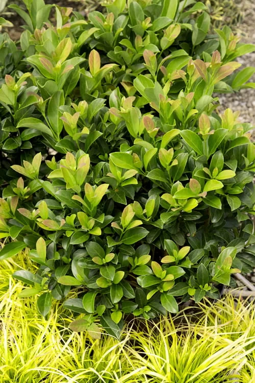 Sugar Cookie Sweet Viburnum - 3 Gallon Pot 3 Sugar Cookie Sweet Viburnum - 3 Gallon Pot