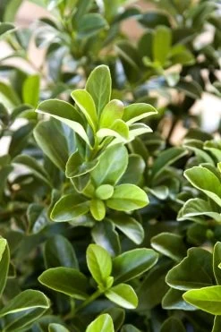 Sugar Cookie Sweet Viburnum - 3 Gallon Pot 11 Sugar Cookie Sweet Viburnum - 3 Gallon Pot -Garden & Outdoor Sale Shop Viburnum Sugar Cookie 2