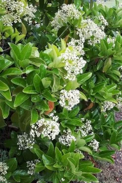 Sugar Cookie Sweet Viburnum - 3 Gallon Pot 10 Sugar Cookie Sweet Viburnum - 3 Gallon Pot -Garden & Outdoor Sale Shop Viburnum Sugar Cookie 3