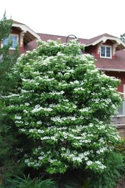 Summer Snowflake Viburnum - 1 Gallon Pot -Garden & Outdoor Sale Shop Viburnum Summer Snowflake 20 1