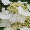 Summer Snowflake Viburnum - 3 Gallon Pot -Garden & Outdoor Sale Shop Viburnum Summer Snowflake 21