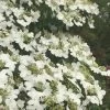 Summer Snowflake Viburnum - 6 Pack Of 1 Gallon Pots -Garden & Outdoor Sale Shop Viburnum Summer Snowflake 21 500x750 1