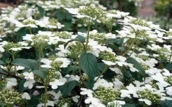 Summer Snowflake Viburnum - 6 Pack Of 1 Gallon Pots -Garden & Outdoor Sale Shop Viburnum Summer Snowflake 3
