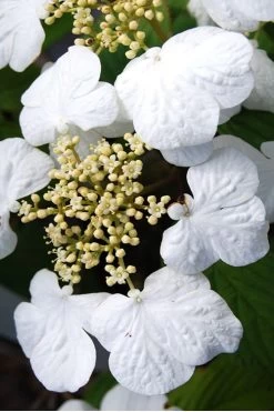 Summer Snowflake Viburnum - 3 Gallon Pot -Garden & Outdoor Sale Shop Viburnum Summer Snowflake 30