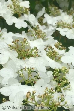 Summer Snowflake Viburnum - 3 Gallon Pot -Garden & Outdoor Sale Shop Viburnum Summer Snowflake 31 1