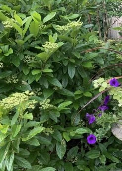 Winterthur Viburnum - 1 Gallon Pot -Garden & Outdoor Sale Shop Viburnum Winterthur 9