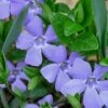 Evergreen Periwinkle (Vinca Minor) - 10 Count Flat Of Pint Pots