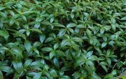 Evergreen Periwinkle (Vinca Minor) - 10 Count Flat Of Pint Pots -Garden & Outdoor Sale Shop Vinca Minor 11 1