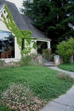 White Evergreen Periwinkle (Vinca Minor 'Alba') - 5 Pack Of Pint Pots -Garden & Outdoor Sale Shop Vinca Minor 14