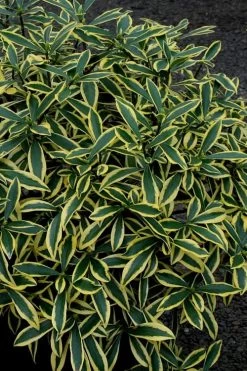 Marianni Variegated Pink Winter Daphne - 1 Gallon Pot -Garden & Outdoor Sale Shop Winter Daphne Marianni 2 1