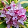 Marianni Variegated Pink Winter Daphne - 2 Gallon Pot -Garden & Outdoor Sale Shop Winter Daphne Marianni 4
