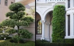 Podocarpus Macrophyllus Upright Yew - 3 Gallon Pot -Garden & Outdoor Sale Shop Yew Podocarpus 2