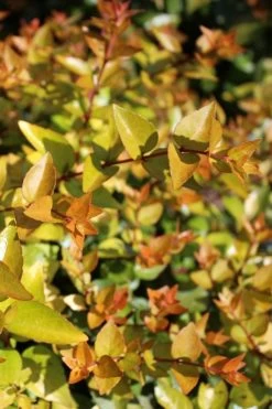 Canyon Creek Abelia - 3 Gallon Pot -Garden & Outdoor Sale Shop abelia grandiflora canyon creek 1