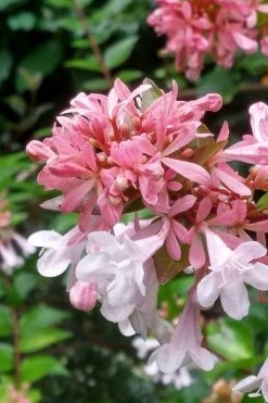 Canyon Creek Abelia - 3 Gallon Pot -Garden & Outdoor Sale Shop abelia grandiflora canyon creek 3