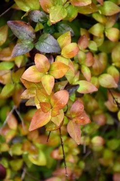 Canyon Creek Abelia - 3 Gallon Pot -Garden & Outdoor Sale Shop abelia grandiflora canyon creek 4